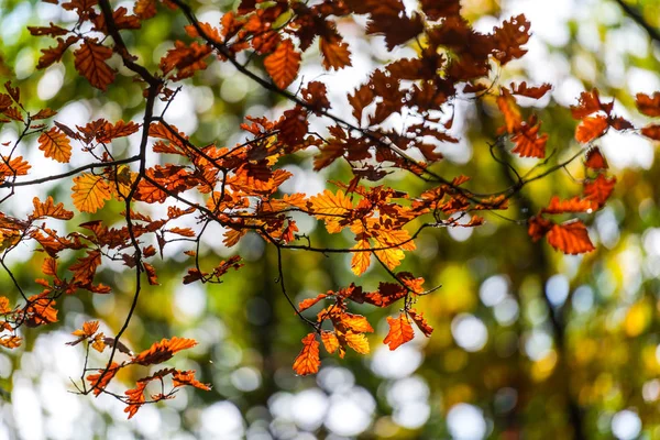 Folhas Coloridas Floresta Fundo Desfocado — Fotografia de Stock