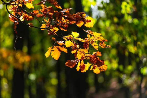模糊背景的森林中五颜六色的叶子 — 图库照片