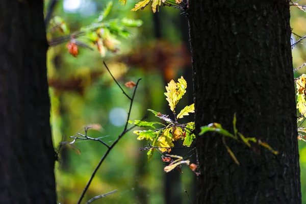 Kleurrijke Bladeren Bos Onscherpe Achtergrond — Stockfoto