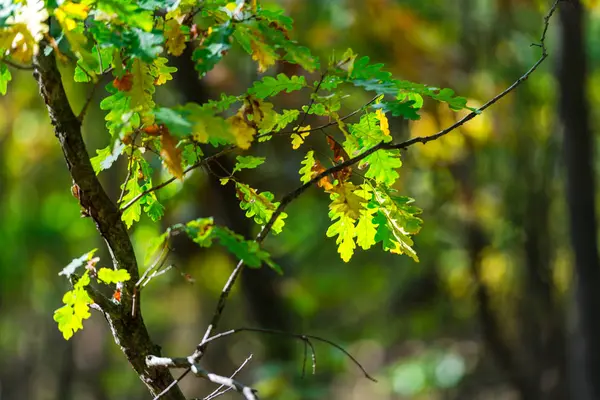 Kleurrijke Bladeren Bos Onscherpe Achtergrond — Stockfoto