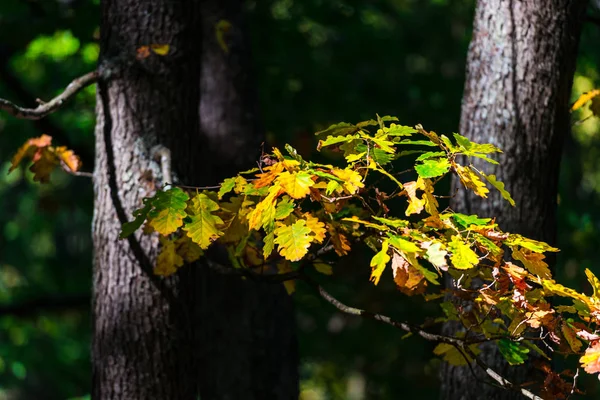 Details Van Bos Natuurlijke Achtergrond — Stockfoto