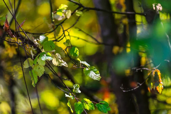 Details Van Bos Natuurlijke Achtergrond — Stockfoto