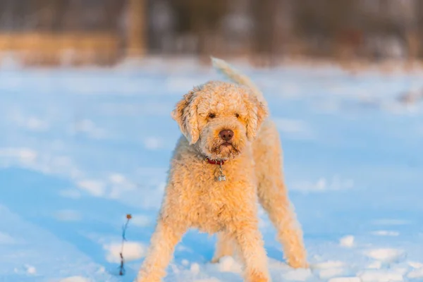 Tutta Lunghezza Piedi Shutter Cane Cucciolo Barboncino Nella Neve — Foto Stock