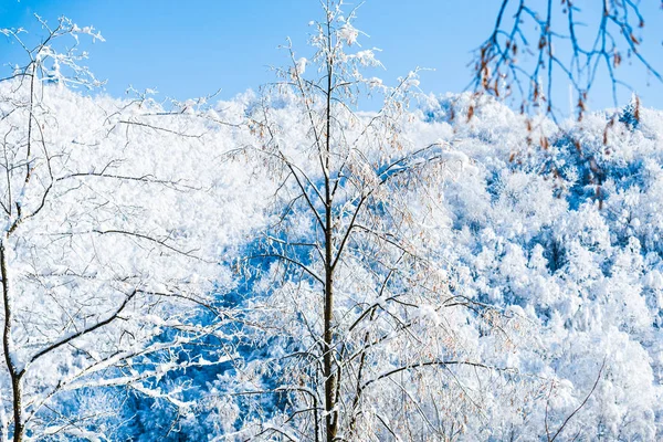 冬季森林详情 自然背景 — 图库照片