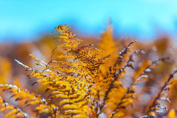 Autumnal Trees Field — Stock Photo, Image