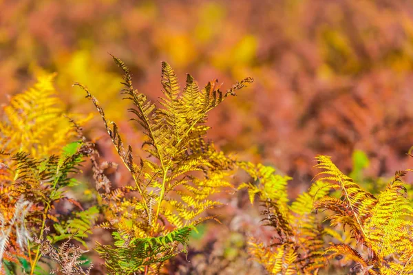 Autumnal Trees Field — Stock Photo, Image