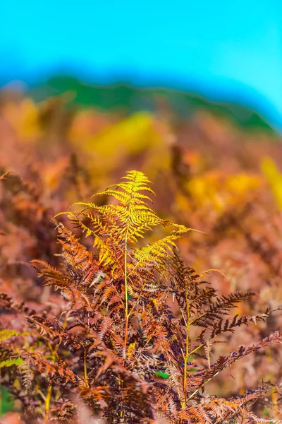 Alberi Autunnali Sul Campo — Foto Stock