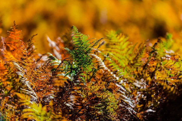 Autumnal Trees Field — Stock Photo, Image