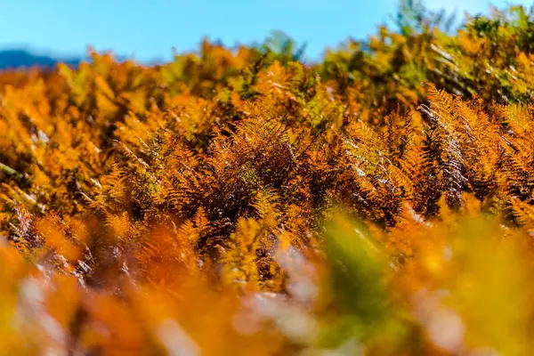 Alberi Autunnali Sul Campo — Foto Stock