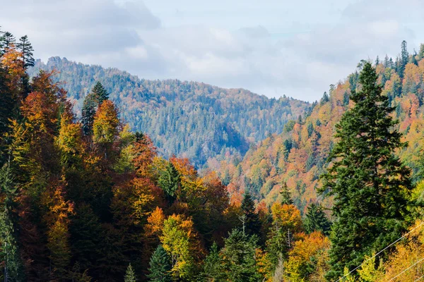 明るい色の紅葉の木 自然の背景 — ストック写真