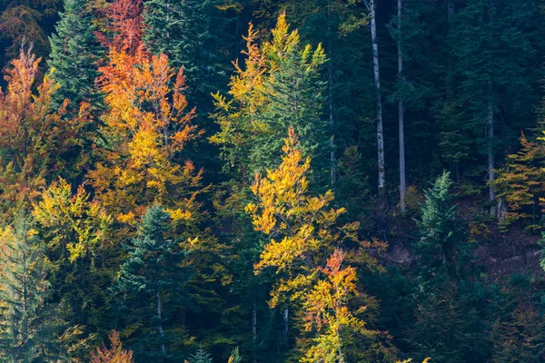 Bright Colored Autumnal Trees Natural Background — Stock Photo, Image