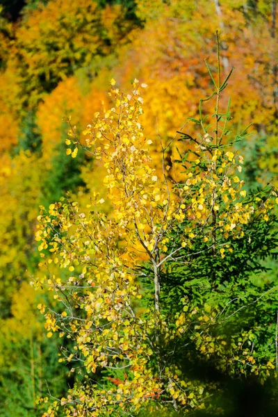 Bright Barevné Podzimní Stromy Přírodní Pozadí — Stock fotografie