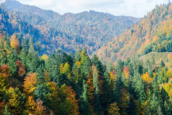 明るい色の紅葉の木 自然の背景 — ストック写真