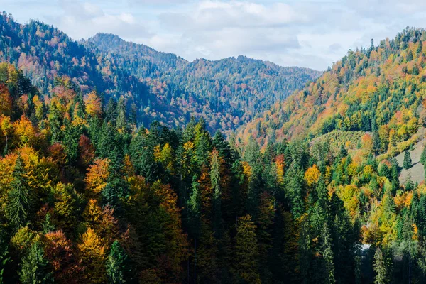 明るい色の紅葉の木 自然の背景 — ストック写真