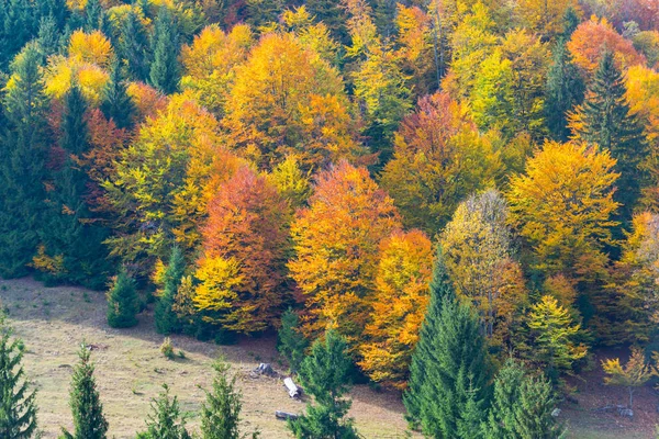 Herfst Heuvels Velden Met Kleurrijke Bomen — Stockfoto