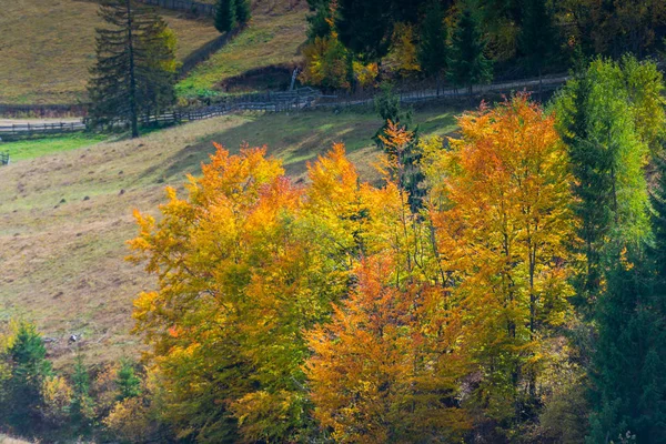 Efterårsbakker Marker Med Farverige Træer - Stock-foto