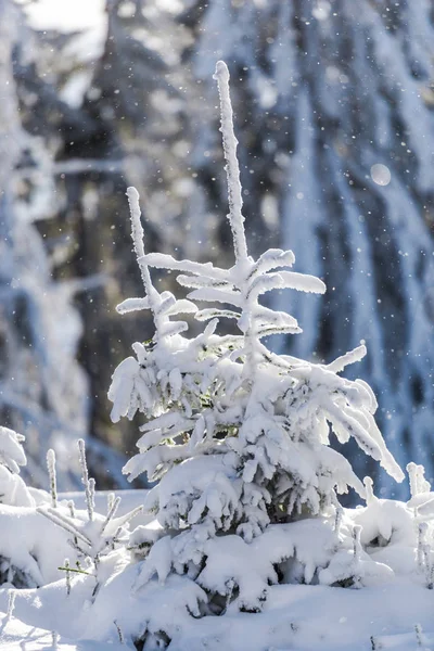 Sezon Zimowy Pokryte Śniegiem Drzew Iglastych — Zdjęcie stockowe