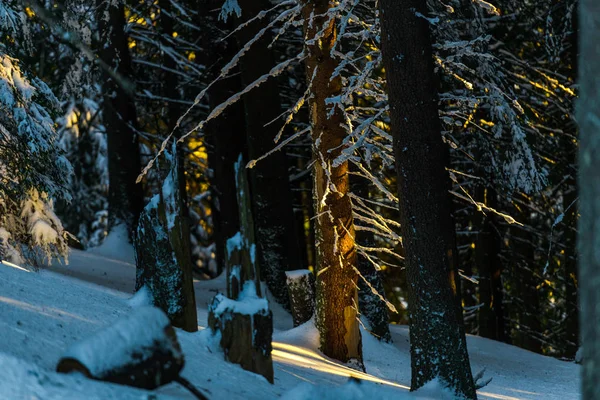 Snow Covered Trees Winter Season — Stock Photo, Image