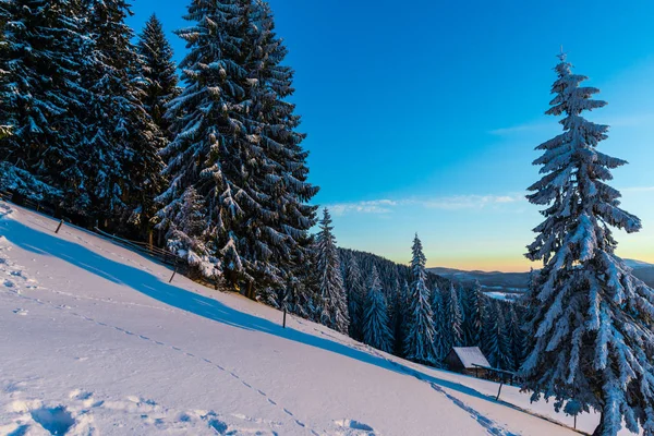Árboles Cubiertos Nieve Temporada Invierno Montaña — Foto de Stock