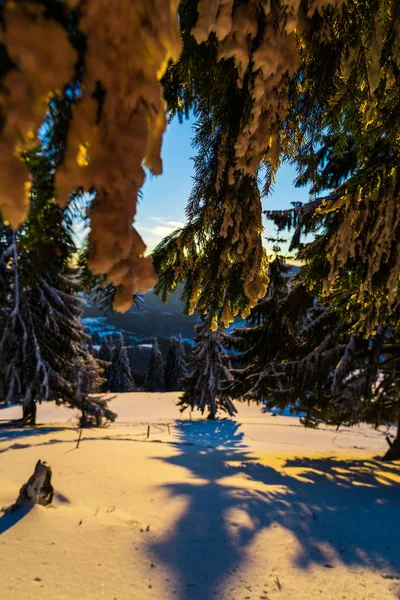 Заснеженные Деревья Зимний Сезон — стоковое фото
