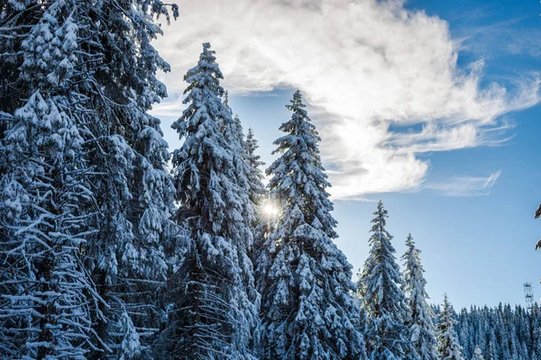 常緑のモミの木が雪で冬の森に覆われています — ストック写真