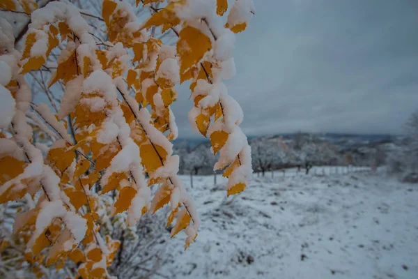 Jardín Con Árboles Nevados Finales Otoño —  Fotos de Stock