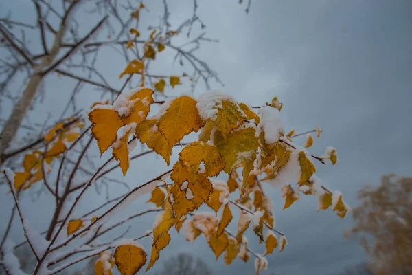 Tuin Met Besneeuwde Bomen Late Herfst — Stockfoto