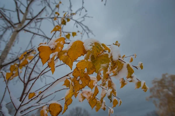 Garden Snowy Trees Late Autumn — Stock Photo, Image