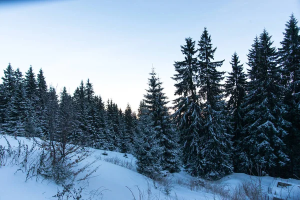 積雪のモミの木と冬の山 — ストック写真