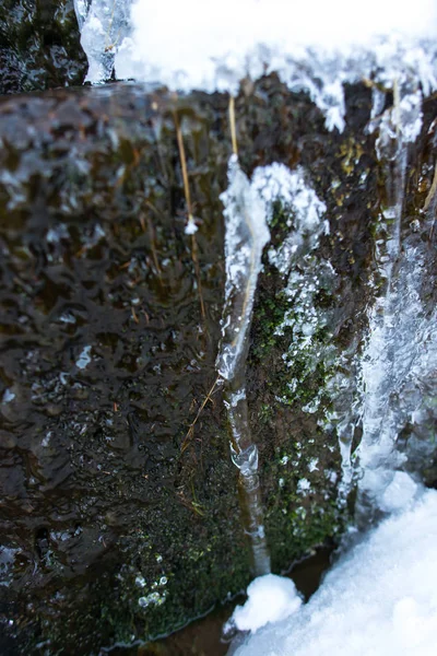 Szczegóły Zimowego Lasu Naturalne Tło — Zdjęcie stockowe