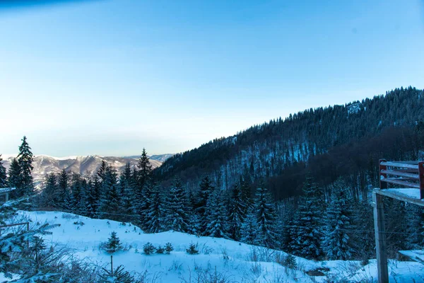 Montanhas Inverno Com Abetos Nevados — Fotografia de Stock