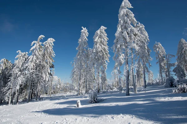 Montañas Invierno Con Abetos Nevados —  Fotos de Stock