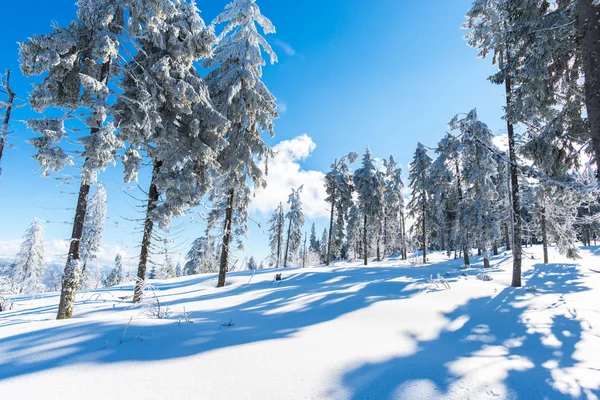 stock image Winter mountains with snowy fir trees