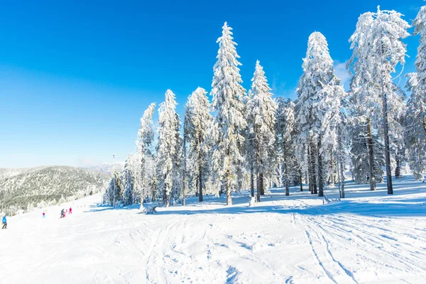 Romanya 'nın Clabucet kentinde kış kayak merkezi.