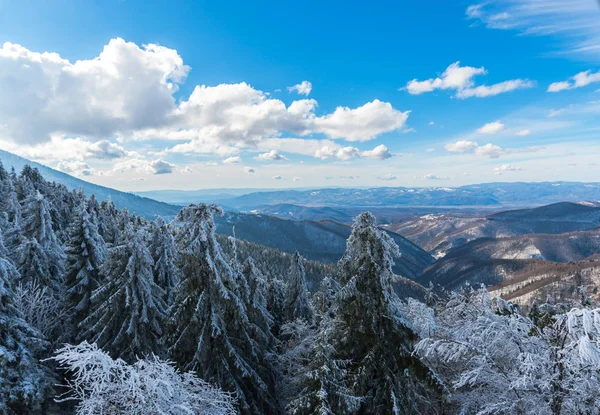 Χειμώνα Χιόνι Που Καλύπτει Δέντρα Στο Δάσος Και Μπλε Ουρανός — Φωτογραφία Αρχείου