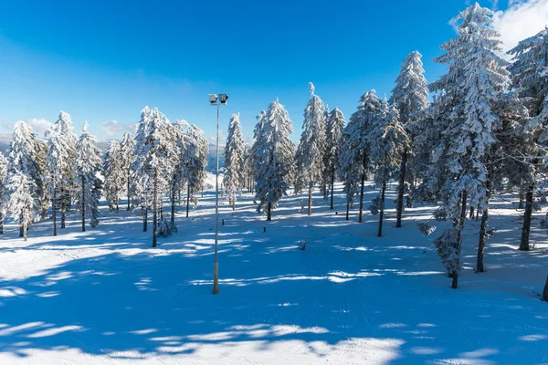 Alberi Ricoperti Neve Nella Foresta Montagna Paesaggio — Foto Stock