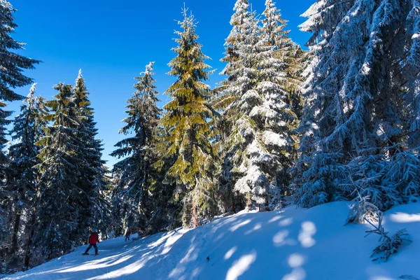 Winter Mountains Ski Resort Trees Person Standing Road — Stock Photo, Image
