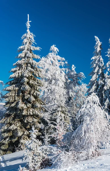 Invierno Con Árboles Cubiertos Nieve Bosque — Foto de Stock