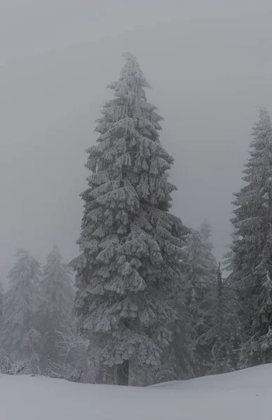 snow covered nature pine trees