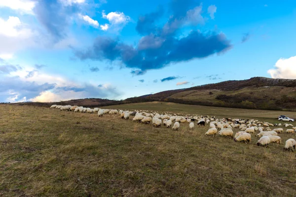 Niedliche Flauschige Schafe Grasen Auf Grünen Hügeln — Stockfoto