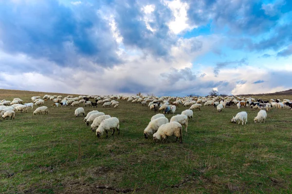 Niedliche Flauschige Schafe Grasen Auf Grünen Hügeln — Stockfoto