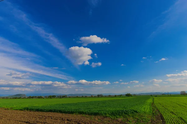 Campo Verde Primavera Com Fundo Céu Azul Nuvens — Fotografia de Stock