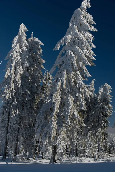 Winterberge Mit Schneebedeckten Tannen Natürlicher Hintergrund Mit Nadelwald lizenzfreie Stockbilder