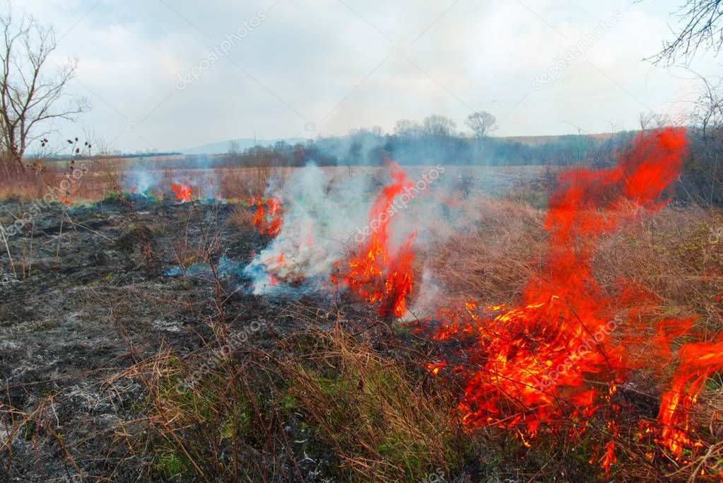 Autumnal field with burning dried plants and grass