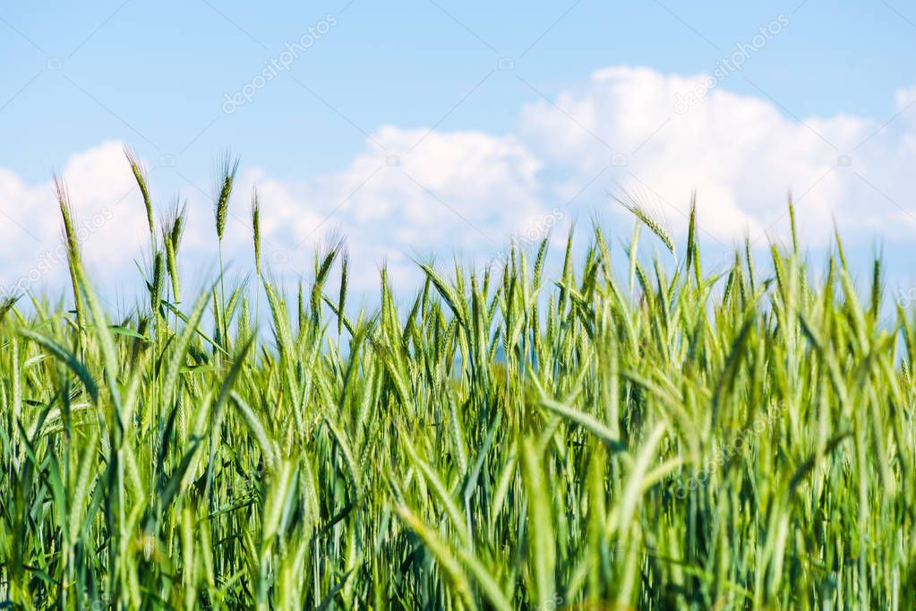 Ripening green wheat field with blue sky background