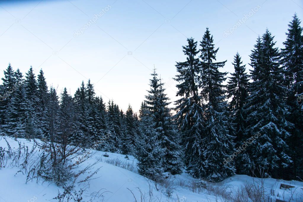 Winter mountains with snowy fir trees