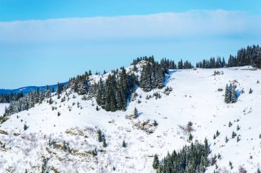 Kış orman karlı köknar ağaçları ile
