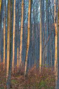 Erken Bahar Orman çıplak ağaçlar ile