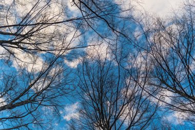 Orman ağaçları alttan görünüm