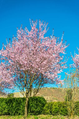 Baharda çiçek açan sakura bahçesi